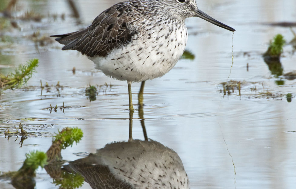 Greenshanks prove a difficult bird to spot for Jim Crumley! Getty Images.