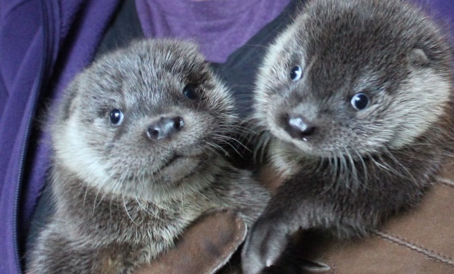 The otter orphans soon after they arrived at Hillswick