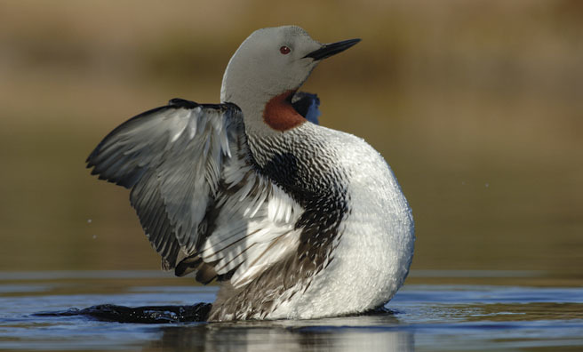 A red-throated diver stretching its wings
