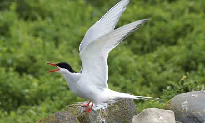 The Arctic tern's call is more of a scream (Pic: Thinkstock)