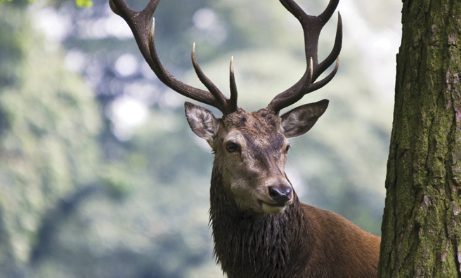 A red deer stag (Pic: Thinkstock)