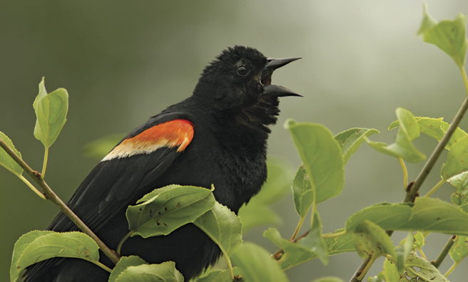 An adult American red-winged blackbird