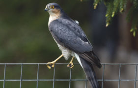 A male sparrowhawk at Grantown-on-Spey