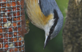 A nuthatch in its unique upside-down stance