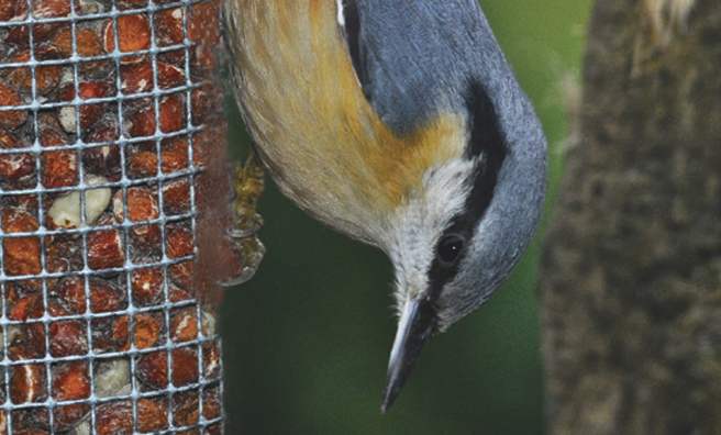 A nuthatch in its unique upside-down stance