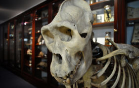 Skeletal remains at the Dundee Zoology Museum