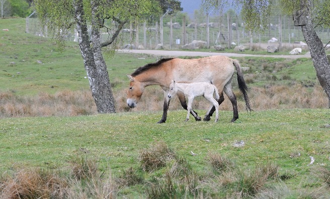 The Przewalski’s wild horse with her foal at RZSS Highland Wildlife Park. Photo courtesy of RZSS