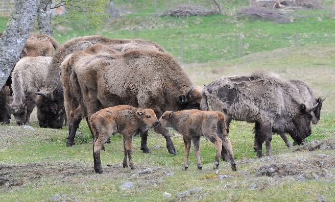 Two of the new arrivals at RZSS Highland Wildlife Park - two European bison calves. Photo courtesy of RZSS