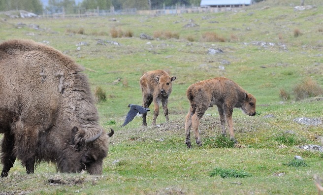 The European bison calves take a few tentative steps around their new home. Photo courtesy of RZSS