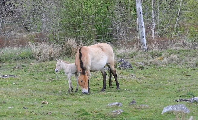 The Przewalski’s wild horse foal takes a look around the RZSS Highland Wildlife Park. Photo courtesy of RZSS