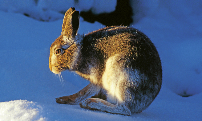 A mountain hare with intermediate coat