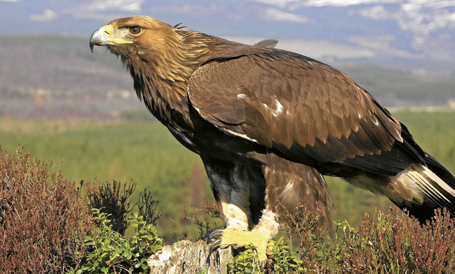 Golden eagles are natural cullers of mountain hares