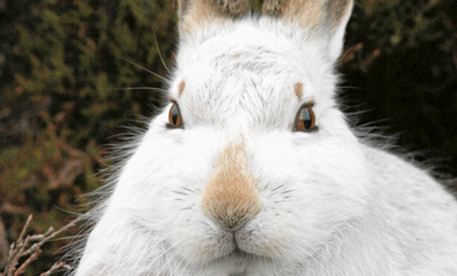 A close-up of a mountain hare in its white winter pelage