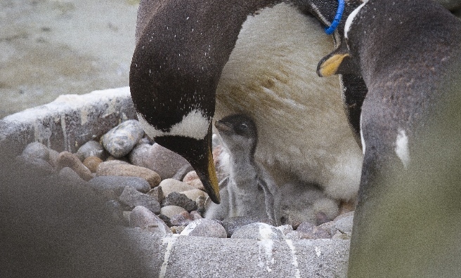 Mum and chick. Photo courtesy of Royal Zoological Society of Scotland