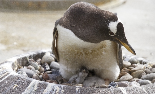 The new chick peeks out from his cosy hiding place! Photo courtesy of Royal Zoological Society of Scotland