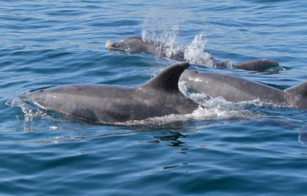 Spot dolphins from your sea kayak or cruise! Pic: David Findlay