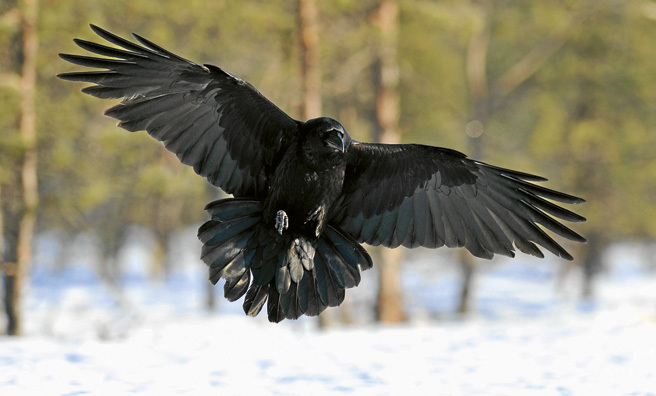 A raven in flight