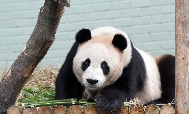 Giant Panda Yang Guang at Edinburgh Zoo. Photo courtesy of RZSS.