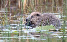 Beavering away! Photo by Rob Munro