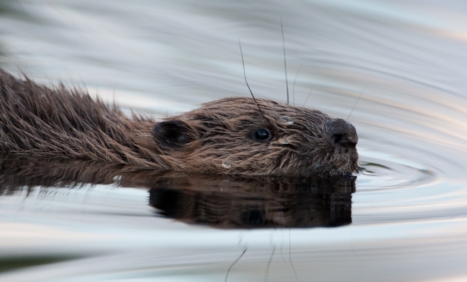One of Scotland's wild beaver kits takes a dip.