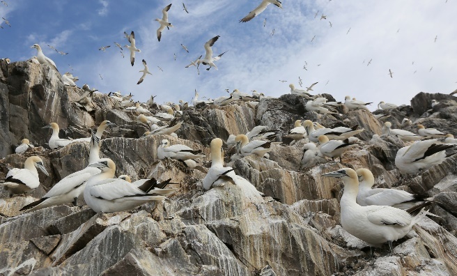 Gannets on the Bass Rock. Photo by Paul Hackett