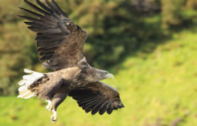 A majestic sea eagle in flight (Pic: Blomerus Calitz)