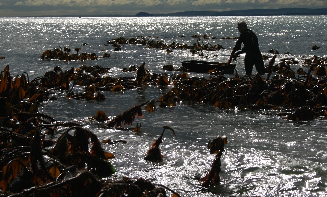 Harvesting seaweed on the Scottish coast. Photo courtesy of www.maraseaweed.com