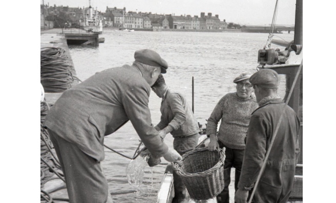 Landing fish at Montrose Harbour. Photo courtesy of Angus Archives.