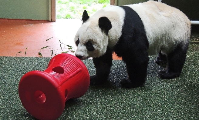 Tian Tian plays with her new bobbin at Edinburgh Zoo. Photo courtesy of RZSS.