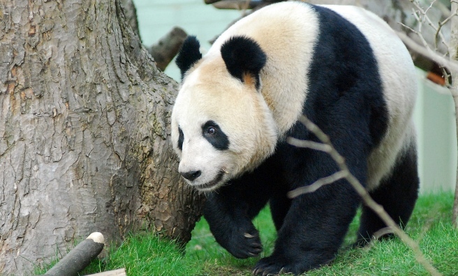 Giant Panda Tian Tian takes a stroll around the Panda enclosure at Edinburgh Zoo. Photo courtesy of RZSS.