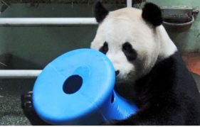 Yang Guang plays with his special new panda toy! Photo courtesy of RZSS.