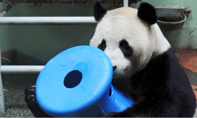 Yang Guang plays with his special new panda toy! Photo courtesy of RZSS.