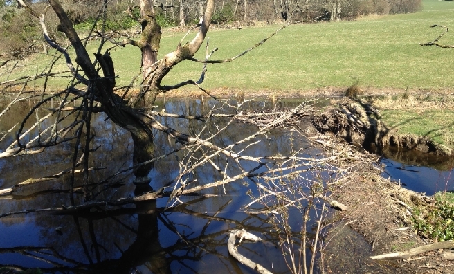 A beaver dam spotted by The Scots Mag's Wendy Glass while on a hike in the Perthshire countryside
