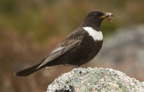 A ring ouzel or mountain blackbird