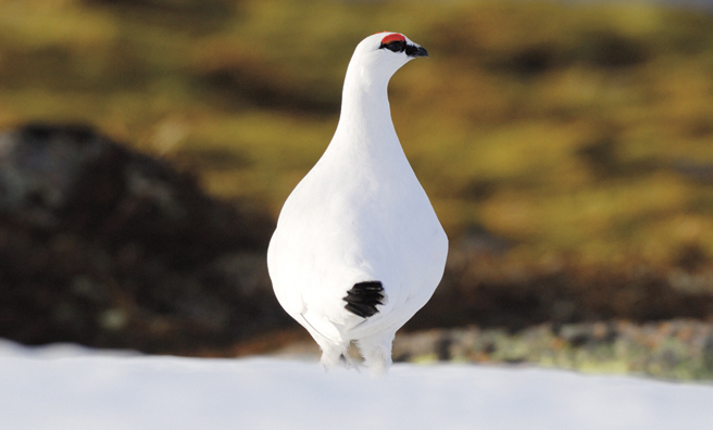 A male with winter plumage (Pic: Laurie Campbell)
