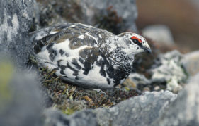 A male ptarmigan blending into its surroundings in the Cairngorms (Pic: Laurie Campbell)