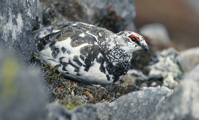 A male ptarmigan blending into its surroundings in the Cairngorms (Pic: Laurie Campbell)