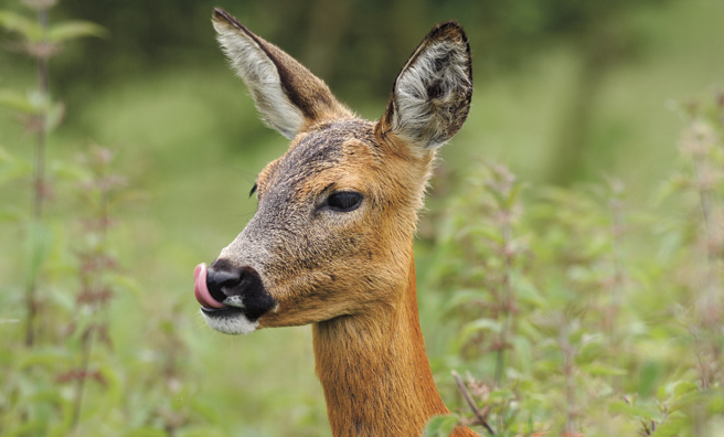 A female roe deer (Pic: Laurie Campbell)
