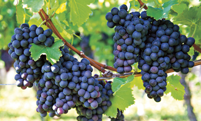 The climate is perfect for top quality grapes