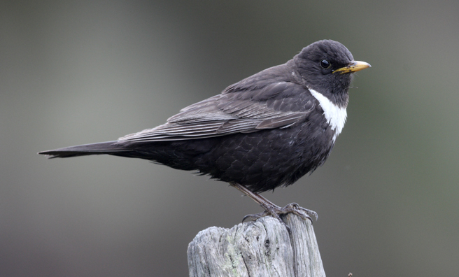 The striking white breast band makes this species easy to spot