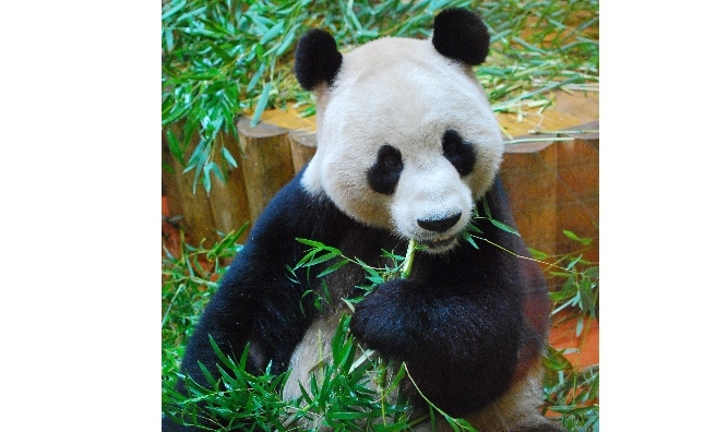 Dinner time for Yang Guang! Photo courtesy of RZSS.