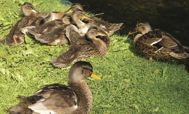 Mallard and ducklings enjoy the sun