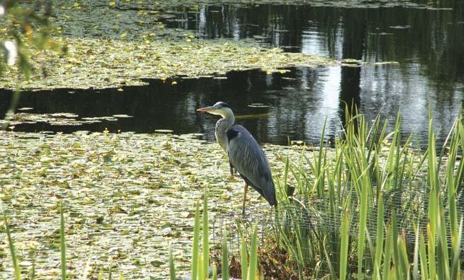 A heron surveys its domain