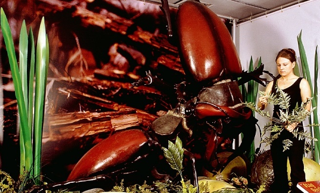 Thankfully, human-sized Fighting Stag Beetles can only be found at Deep Sea World!