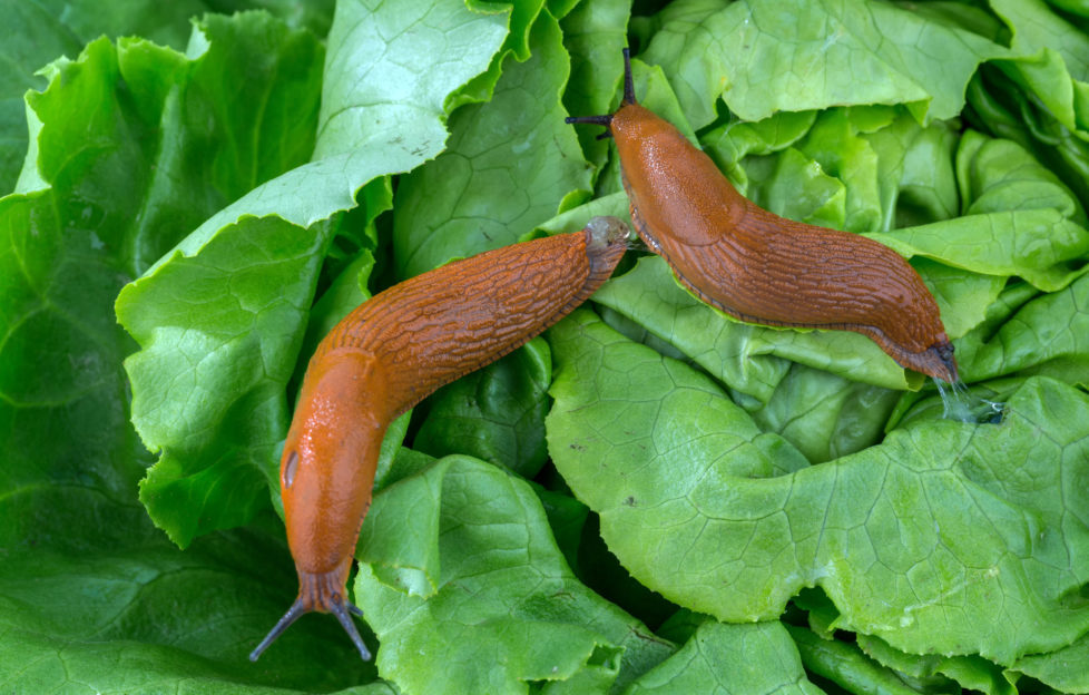 Beware salad leaves' biggest fan: the slug! Pic: Shutterstock