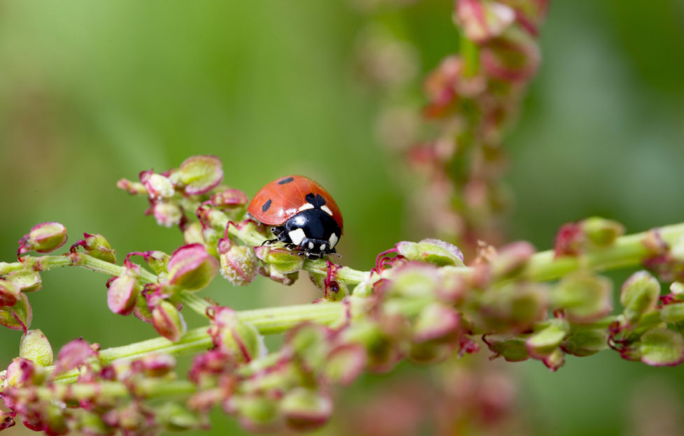 Ladybirds keep plants healthy by eating pesky greenfly! Pic: Shutterstock