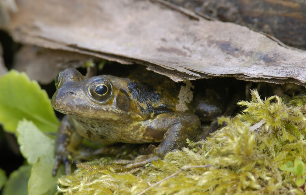 Frogs and toads are great at keeping slugs at bay. Pic: Shutterstock