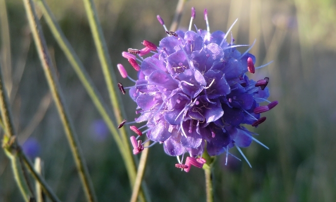 Devils Bit Scabious - a wildflower which thrives on Scotland's roadside verges. Photo courtesy of Plantlife