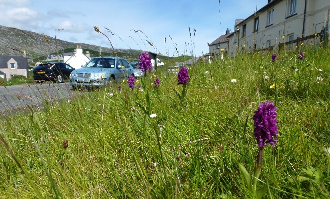 A wild flower festooned verge on Harris. Photo courtesy of Plantlife