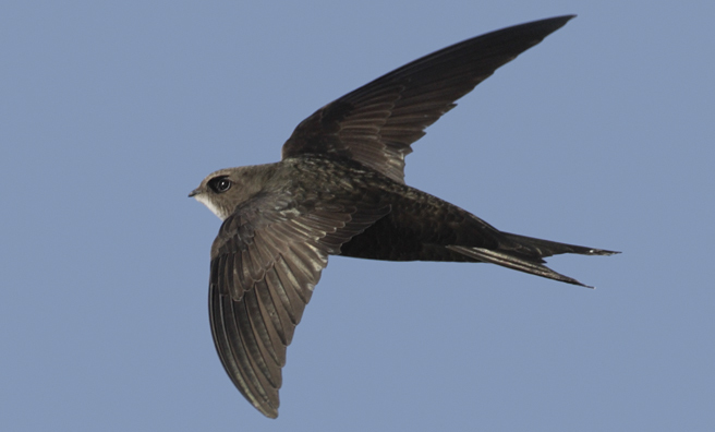 Swifts and humans make ideal company